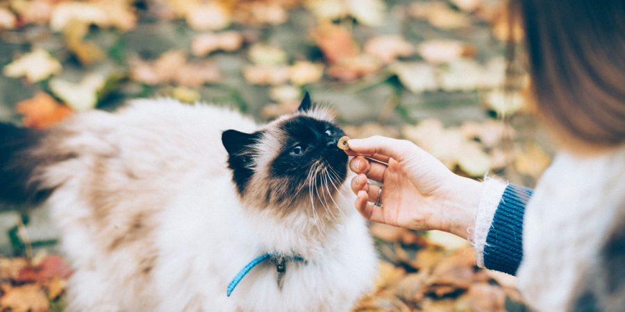 Chat qui mange une croquette